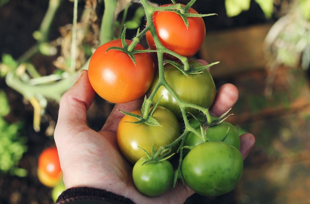 Homegrown tomatoes on a vine