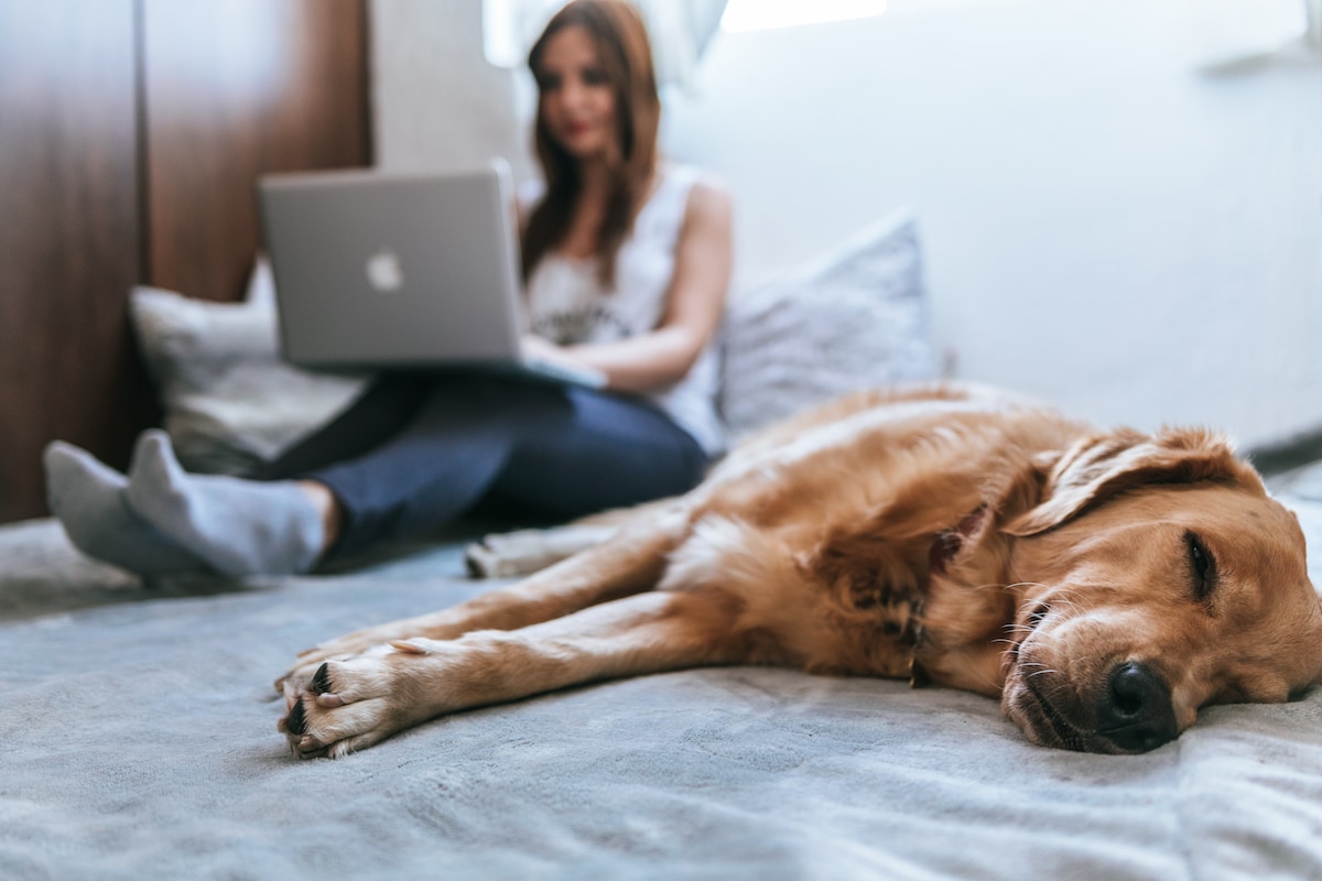 Women using laptop on bed with dog next to her