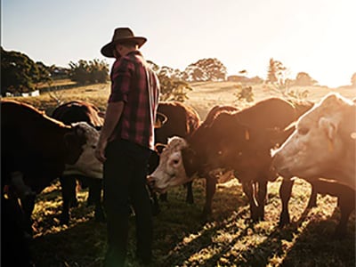 A farmer in a plaid shirt and cowboy hat stands among a herd of cattle in a sunlit field, casting long shadows on the grass, with a clear sky above.