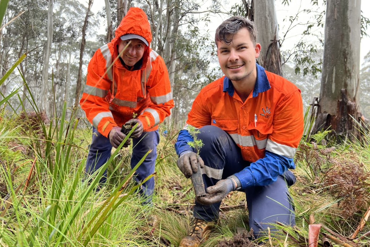 AGL employees volunteering to plant trees in a forested area.